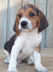 Well Socialized Beagle Puppies For Sale