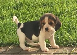 6 Month Old Beagle (bitch) For Sale