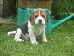 Cute Beagles Available