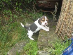 Akc Registered Beagle Puppies
