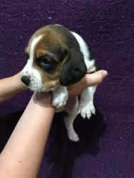 Purebred AKC Papered Beagle Puppies