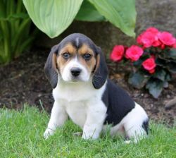 Stunning litter of reg beagle pups.