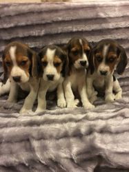 Beagle Puppies Kc Registered