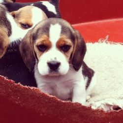 Two Beagle Males