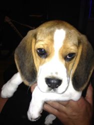 Beagle Puppies Ready Now 8 weeks old