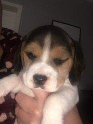 Quality Beagle Tri Colour Puppies