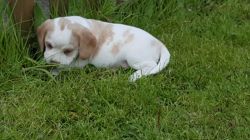 Beagle Pups Kc Registered