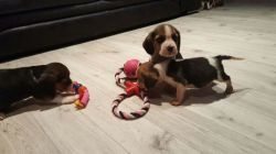 Lovely Beagle Dog