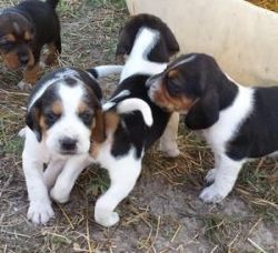 New Year Gift Litter Beagle Puppies Available