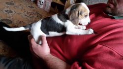 Kc Registered Beautiful Beagle Puppies