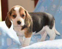 Beautiful Beagle Pups Available text/call (xxx)xxxxxxx