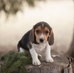 Purebred Beagle Pups Ready