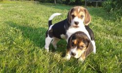 Beagle Puppies (xxx)-xxx-xxxx