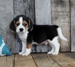 Gorgeous Beagle Puppies For Sale