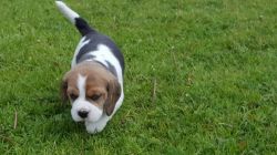 Kc Registered Male Beagle Puppy For Sale