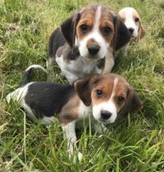 Kc Reg'd Show Bred Beagle Puppies
