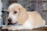 Two Lovely beagle puppies For Re-homing Text...(xxx) xxx-xxx5