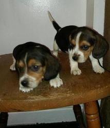 Beagle Puppies For Sale,for good homes