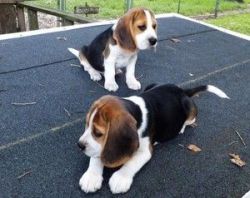 Tri-Color Beagle Puppies For Sale. for sale only to good homes