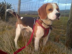 Tri Coloured Beagle Puppies For Sale Powys