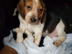 Kc Registered Beagle Puppies