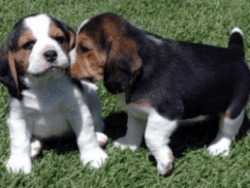 Excellent Beagle Pups for Re-homing