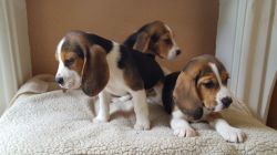 Quality Beagles Ready Now