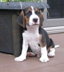 Nice little tricolor Beagle Puppies for Sale