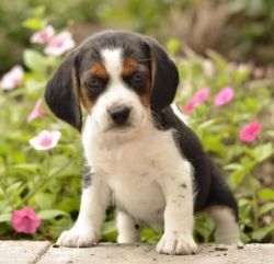 Sweet Beagle Puppies