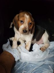 Beagle Needs A Loving New Home