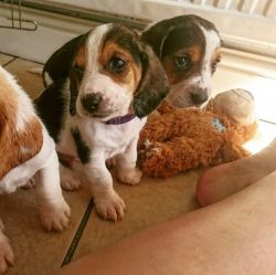 Absolutely Gorgeous Beagle Puppies