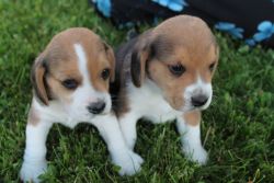 AKC regestered Beagles