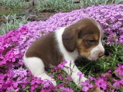 adorable male and female beagle pups