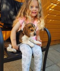 Beagle Pups Kc Ready Now for re-homing