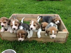 Nice looking Beagle Puppies For New Re-Home