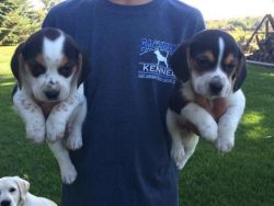 Champion beagle pups