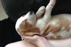 Adorable Litter Of Beagle Puppies