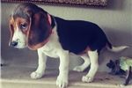 Cute And Adorable Beagle Puppies for re-homing