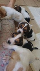 Perfect Bloodline Beagle Pups. Only 1 Left.
