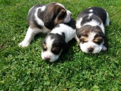 Kc Tri Beagle Pups For Sale