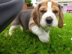 Kennel Club Registerd Beagle Pup For Sale.