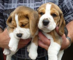 Beagle Puppy's