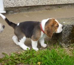 Kc Reg Beagle Pups (only Females Available Now)