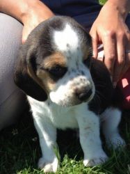 Only 2. Gorgeous Beagle Puppies Left!