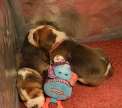 Kc Registered Male Beagle Puppy For Sale