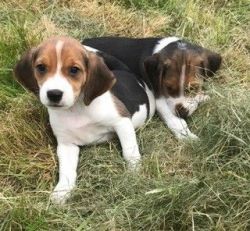 Full Pedigree Beagle Puppies