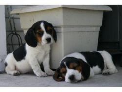 Beagle Puppies *