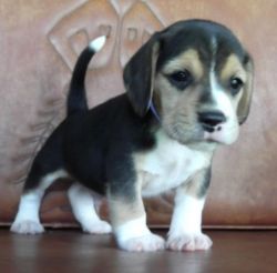 Beagle for adoption