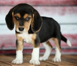 Beautiful Beagle Puppies TEXT , xxxxxxxxxx