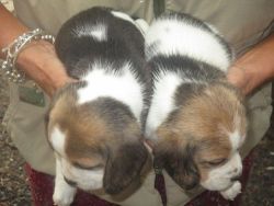 Registerd Beagle Pup For Sale
